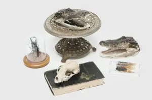 Blacksburg Curiosities